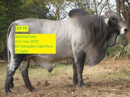 These cows are very gentle and easy to handle. Brahman Breeders Zw Brahmanbszw Twitter