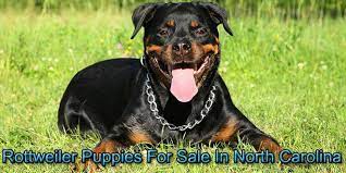 We are a rottweiler breeder directory that shares rottweiler news, stories, and pictures. Rottweiler Puppies For Sale In North Carolina