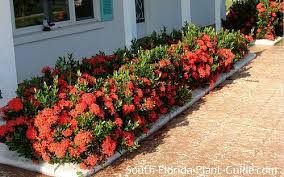 Image result for Ixora hartiana
