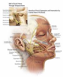 The Path Of The Facial Nerve Through The Temporal Bone And