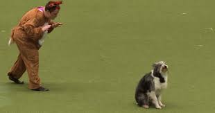 Incredible Dog And His Owner Deliver Brilliant Dance Routine