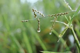 Image result for Eriochloa procera