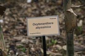 Image result for Oxytenanthera abyssinica