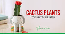 What does gifting a cactus mean?