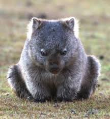 Wombat Australia Animals Australian Native Animals Wombat