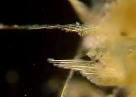 Image result for Entada bacillaris