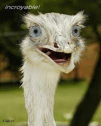 Gifs animés animaux