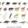 South american animals are unique in their own ways. Https Encrypted Tbn0 Gstatic Com Images Q Tbn And9gcqmjhdgix Czjjgwn 0lljh2nyovo77hogldtip1casrcntmats Usqp Cau