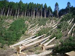 Trees cut down and roots die. Effects Of Deforestation Schoolworkhelper
