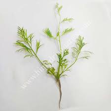 Image result for Ceratopteris