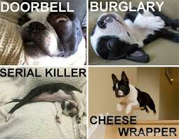 Sign up for a newsletter today! 50 Of The Funniest Dog Memes Ever Bored Panda