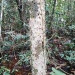 Image result for Pandanus candelabrum