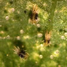The phascogale is a tiny, omnivorous marsupial found only in australia. Spider Mite Control And Treatment By Bioworks