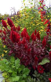 Celosia Argentea Var Plumosa Sunday Wine Red Buy Online At Annie S Annuals