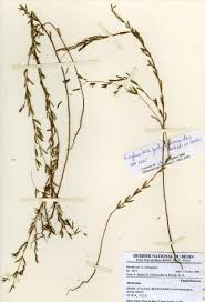 Image result for Euphorbia polycnemoides