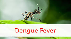 Image result for Dengue