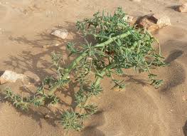 Image result for Salsola kali