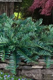 Image result for Polycarpaea prostratum