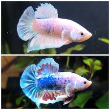 3 Week Color Transformation Bettafish
