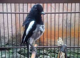 Cara Membedakan Kacer Tipe Panas Dan Kacer Tipe Dingin Dengan Tepat Pamankicau