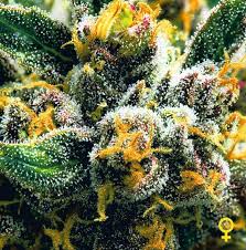 Rated 5.00 out of 5 based on 1 customer rating. Auto Northern Lights Divine Seeds Breeding Company