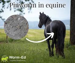 Image result for Pinworm Test