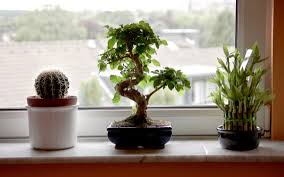 There are lots of challenges with the alkaline soil, little rainfall and dry air. Gardening 101 Lucky Bamboo Gardenista