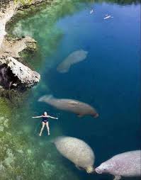 Crystal River Fl Places To See Places To Travel Places To Visit