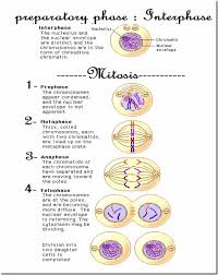 We did not find results for: Cell Division Mitosis In Animal Cells Mitosis Cell Division Animal Cell