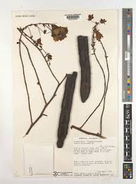 Image result for Cassia sieberiana