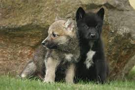 Scientists Get Goosebumps After Undomesticated Wolf Puppies Play Fetch Wolf Pup Puppy Play Wolf Puppy