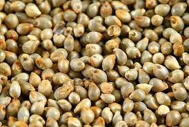 Millet Nutrients Magnesium Potassium Phosphorus Vitamin B3 Beneficial Properties Grain Gluten Free Easy To Di Pearl Millet Millet Benefits Millet
