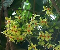 Image result for Ptaeroxylaceae