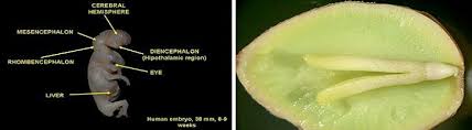 Kita dapat melihat pada bagan ini bagaimana embrio pada fase 'alaqah bergantung dan gambar 3. Perbedaan Embrio Fetus Gamet Dan Zigot Perbedaan