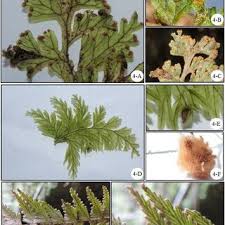 Image result for Hymenophyllum capillare