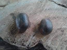 Pisang merah menyediakan banyak nutrisi penting dan bermanfaat bagi sistem kekebalan tubuh, kesehatan jantung, dan kaya kalium dan vitamin c, ini khasiat pisang merah untuk kesehatan. Permata Teras Pisang Benggala Warung Teras Kayu