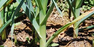 Poireau Jardinage Potager Jardin Potager Jardinage