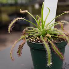 Image result for Drosera
