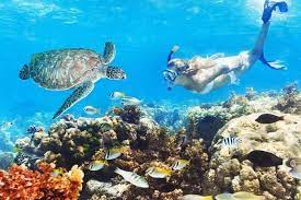 9 Dreamy Places For Snorkeling In Miami On Your Next Trip