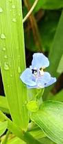 Image result for Commelina diffusa