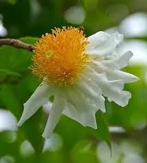 Image result for Oncoba