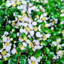 Image result for Malpighia coccigera