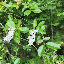 Image result for Ligustrum sinense