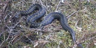 På naturbornholm slipper nyfødt hugorm ud af hinde. Https Www Xn Forskerfr T8a No Artikkel Vis Html Tid 2178009