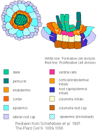 Plant Physiology I