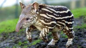 Weitere ideen zu exotische tiere, tiere, tierbilder. Fotos Exotische Fauna In Den Tropischen Waldern Tiere Im Regenwald Regenwald Tiere Tiere Komische Tiere