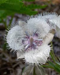 Image result for Tolpis capensis