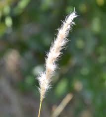 Image result for Bothriochloa