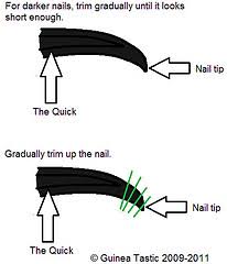 If necessary, you can do it more often. Guinea Pig Care Guide Guinea Pigs Me