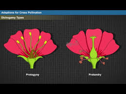 Maybe you would like to learn more about one of these? Cross Pollination Year 2 Youtube